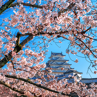 大阪城的櫻花真的太美太浪漫了~我女朋友愛死了！
